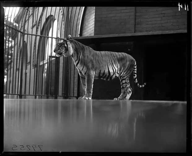 an old archival image of a tiger at the vancouver zoo